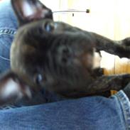 Fransk bulldog Victor