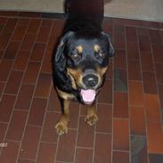 Rottweiler Thor