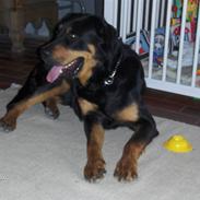 Rottweiler Thor