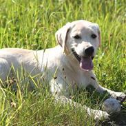 Labrador retriever Nelly
