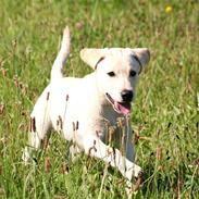 Labrador retriever Nelly