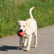 Labrador retriever Nelly