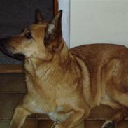 Blanding af racer Vito