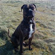 Amerikansk staffordshire terrier Magic