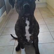 Amerikansk staffordshire terrier Magic