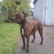 Amerikansk staffordshire terrier Magic