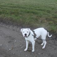 Blanding af racer Rocco