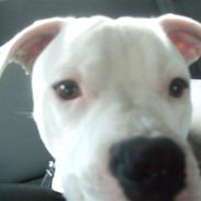 Blanding af racer Rocco