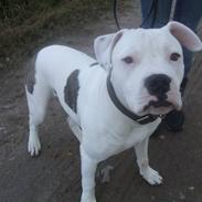 Blanding af racer Rocco