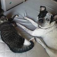 Amerikansk staffordshire terrier Freja