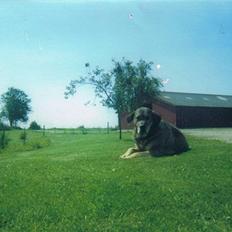 Broholmer Alfredeo (død)