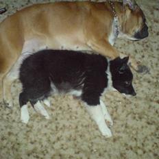 Border collie Blacki