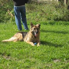 Blanding af racer Rocky