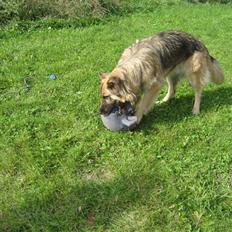 Blanding af racer Rocky