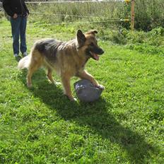 Blanding af racer Rocky