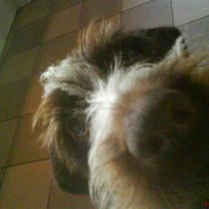 Ruhåret hønsehund Ricko<3 (f.0502'99-d.0407'11)