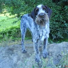 Ruhåret hønsehund Ricko<3 (f.0502'99-d.0407'11)