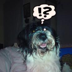 Tibetansk terrier basil