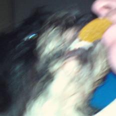 Tibetansk terrier basil