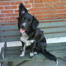 Blanding af racer Lunte