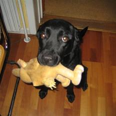 Blanding af racer Ronja R.I.P :(