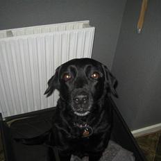 Blanding af racer Ronja R.I.P :(