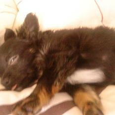 Blanding af racer Oscar