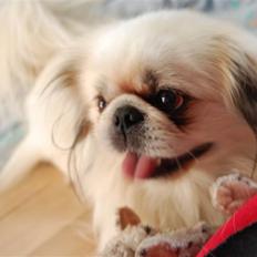 Pekingeser Buster