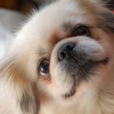 Pekingeser Buster