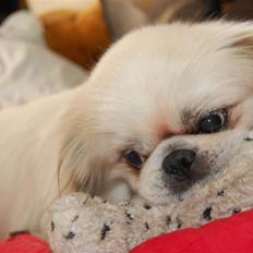 Pekingeser Buster