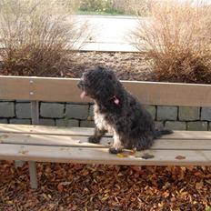 Blanding af racer Molly :P