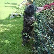 Blanding af racer Molly :P