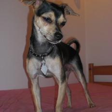 Dvaergpinscher Tarzan