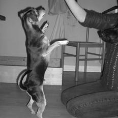 Dvaergpinscher Tarzan