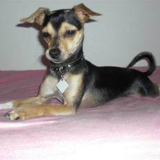 Dvaergpinscher Tarzan