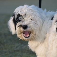 Tibetansk terrier Raahøj's Chhabi