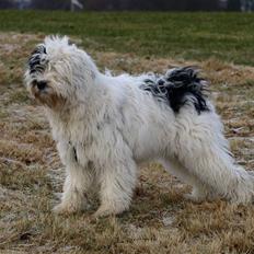 Tibetansk terrier Raahøj's Chhabi