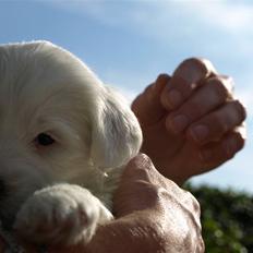 Tibetansk terrier Raahøj's Chhabi