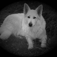 Hvid schæfer Anora princess of denmark