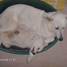 Hvid schæfer Anora princess of denmark