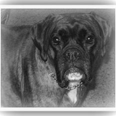 Boxer ~PAW VON REUSS~død*2004*