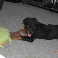 Rottweiler Tayson (aflivet d 1/7-09)