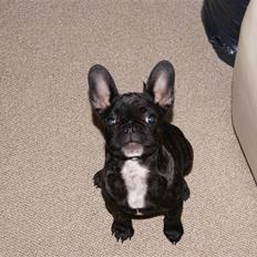 Fransk bulldog Chili