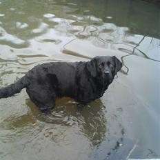 Labrador retriever Bianca