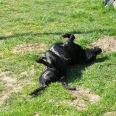 Labrador retriever Bianca