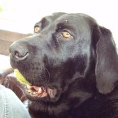 Labrador retriever Bianca