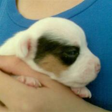 Jack russell terrier Joker