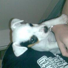 Jack russell terrier Joker