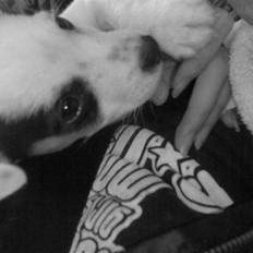 Jack russell terrier Joker