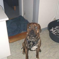 Amerikansk staffordshire terrier laban